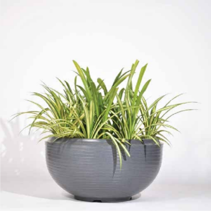 Rib Tasla (15 × 15 × 9 in)