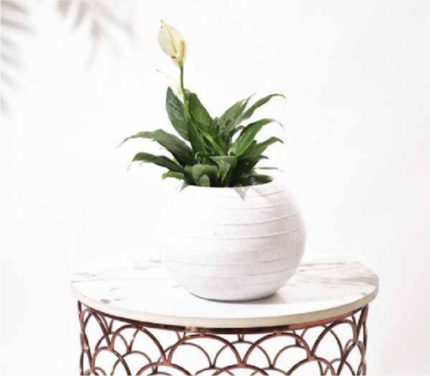 Rib Bowl (7 × 7 × 7 in)